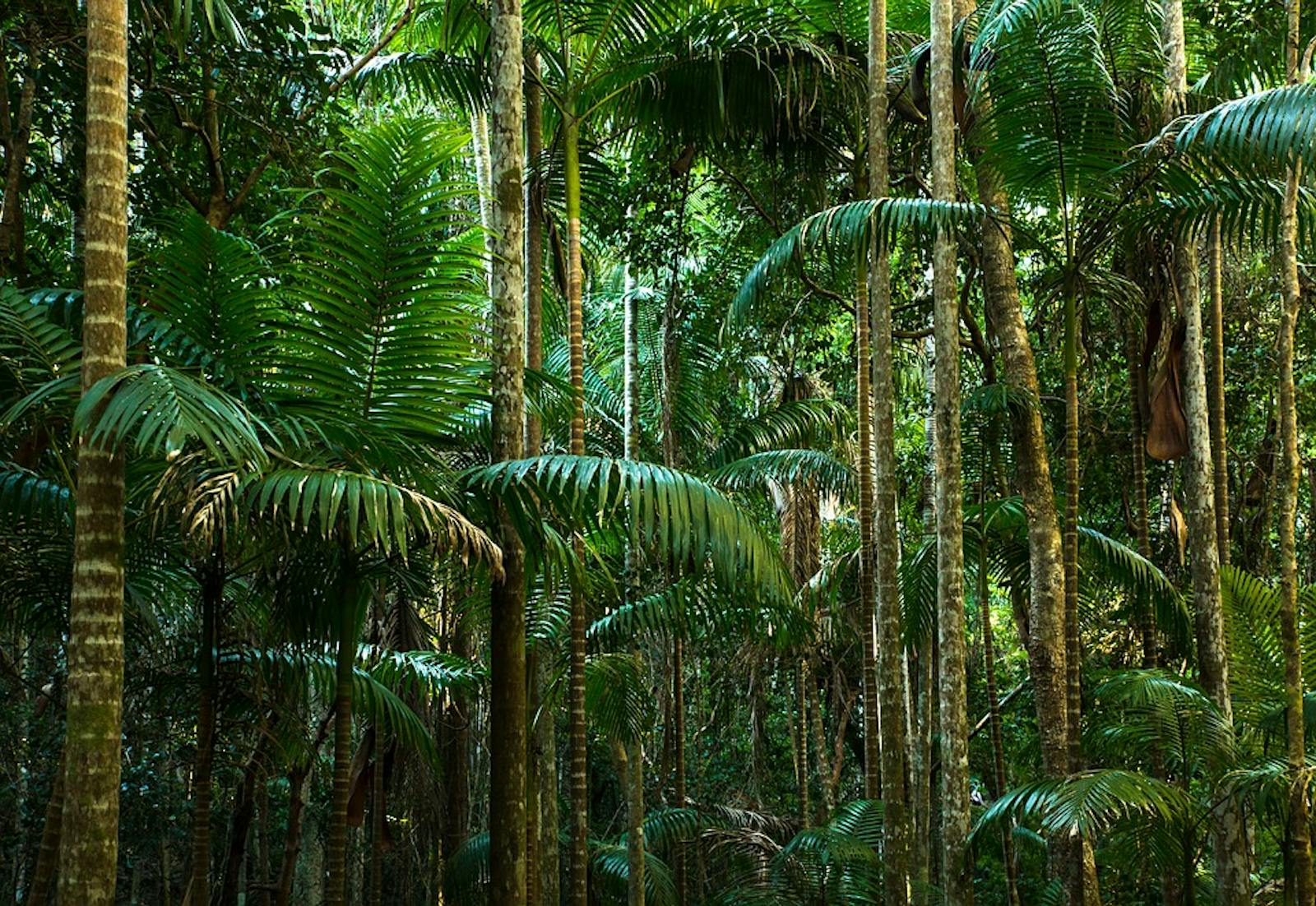 Queensland Tropical Rainforests