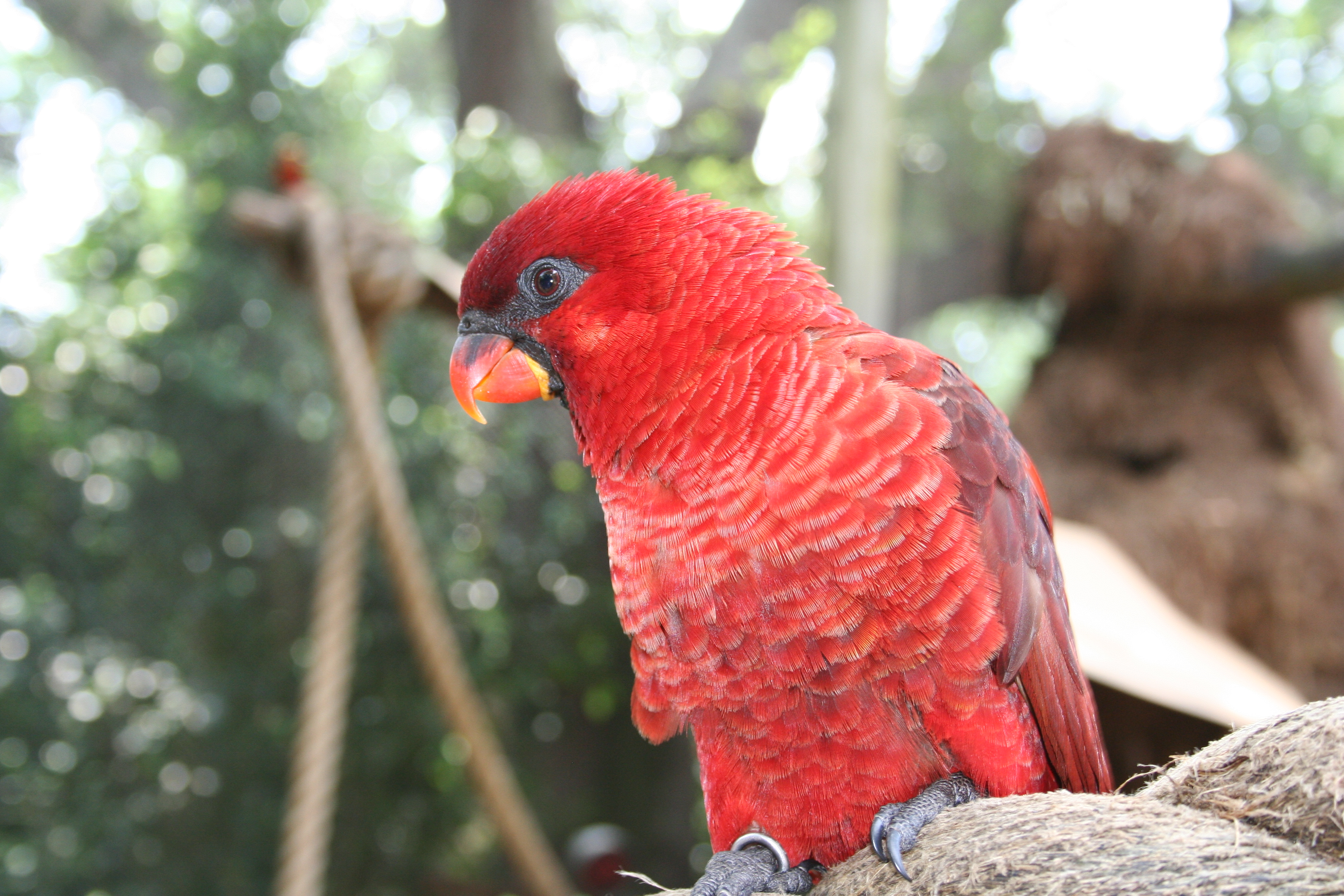 Chalcopsitta cardinalis. Image credit: Wikipedia, Aaron Wormus (CC by 2.0)