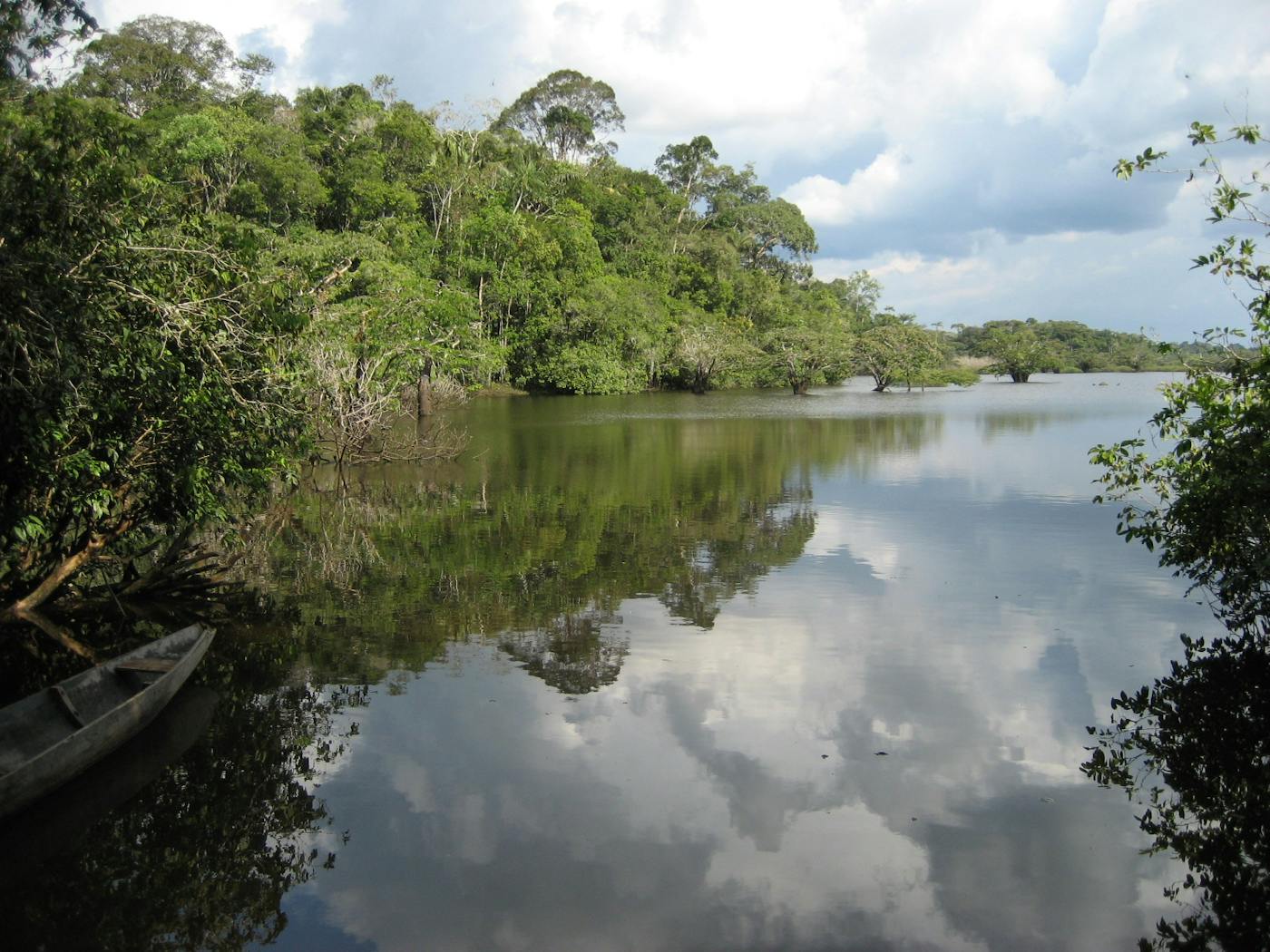 Central Amazonian Forests (NT19)