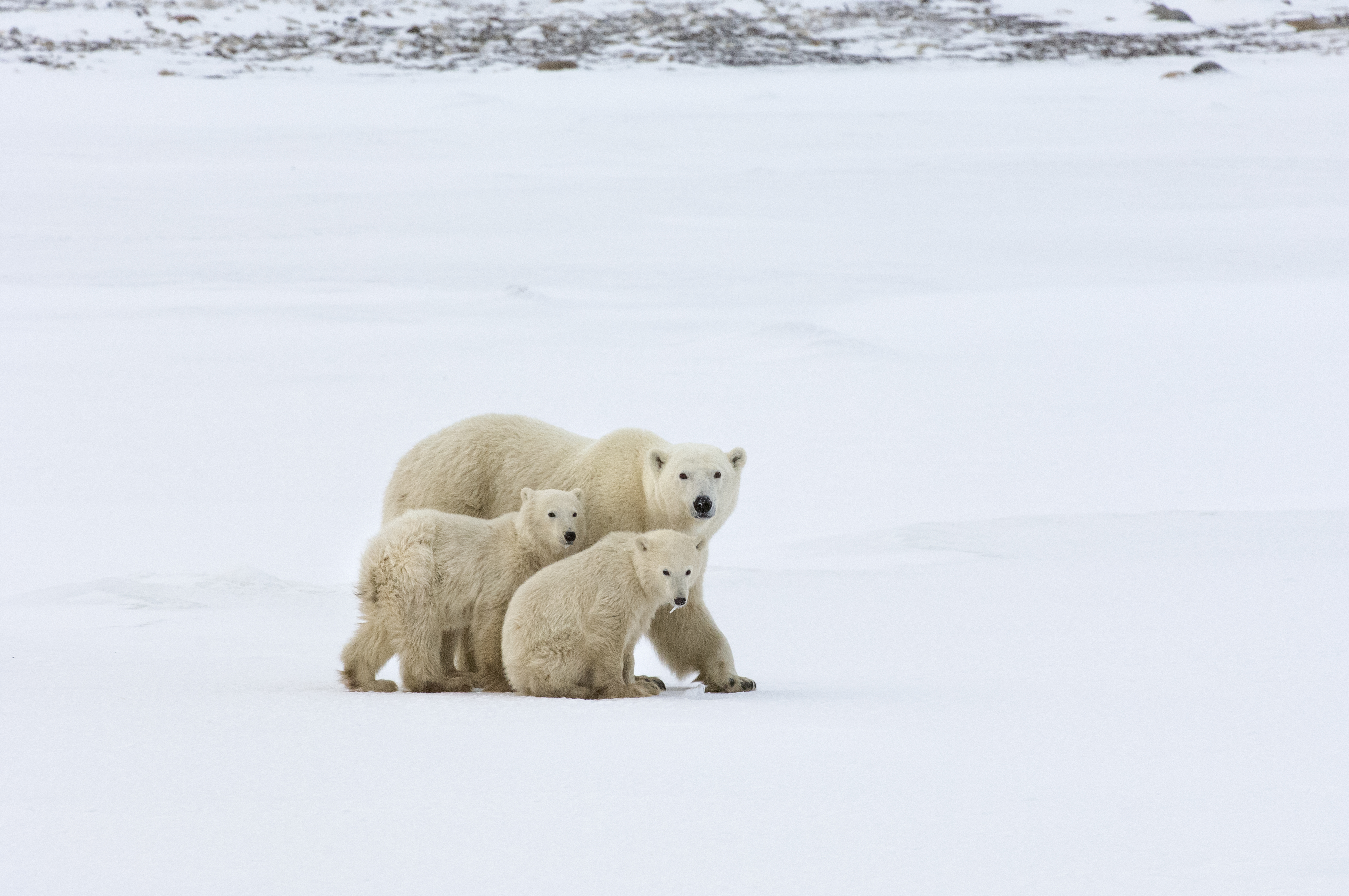 A mother polar bear and her two cubs. Image Credit: By Mint_Images, Envato Elements.