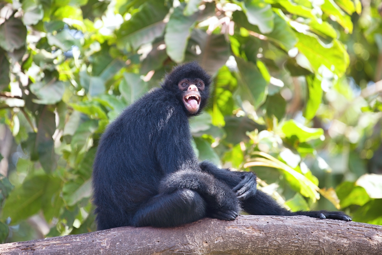 Peruvian spider monkey