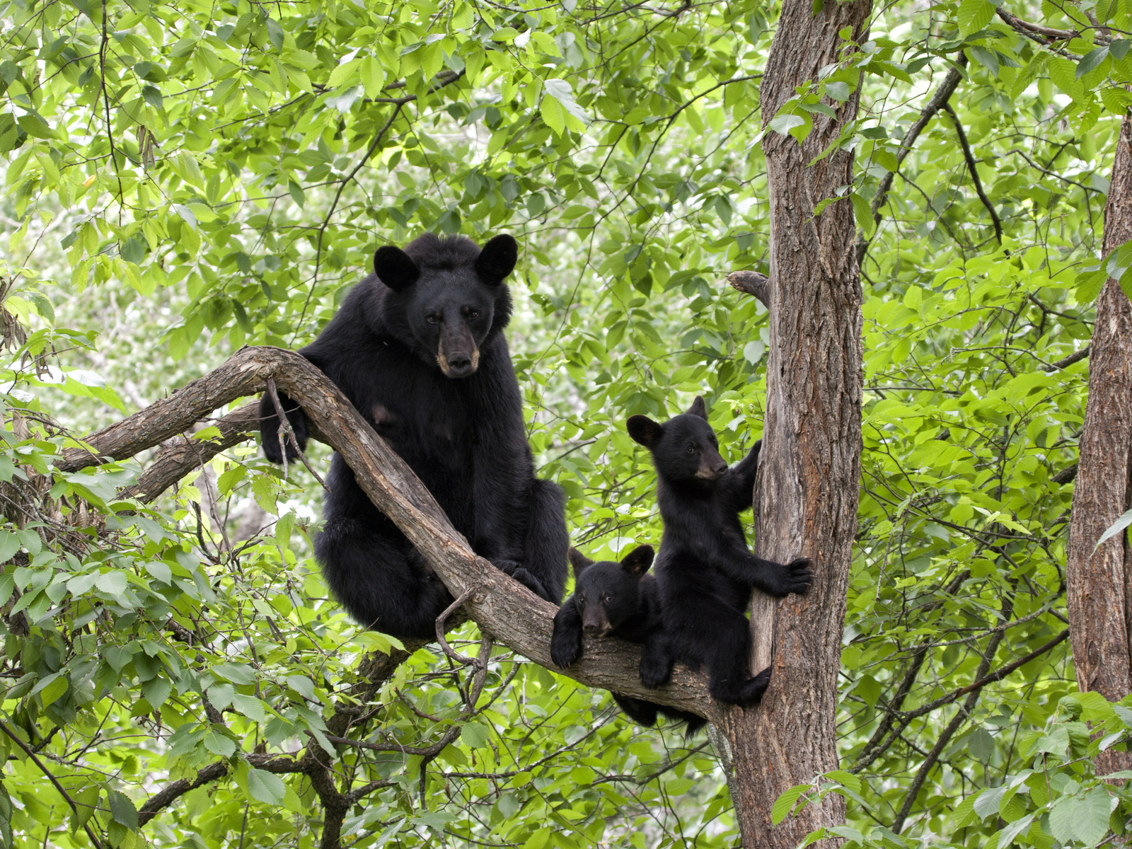 A mother black bear in a tree with her two cubs. Image Credit: © Dssimages, Dreamstime. A mother black bear in a tree with her two cubs. Image Credit: © Dssimages, Dreamstime.