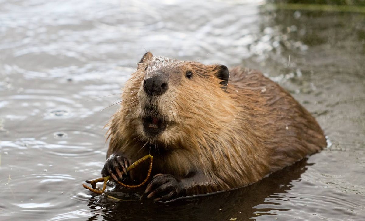 The benefits of beavers