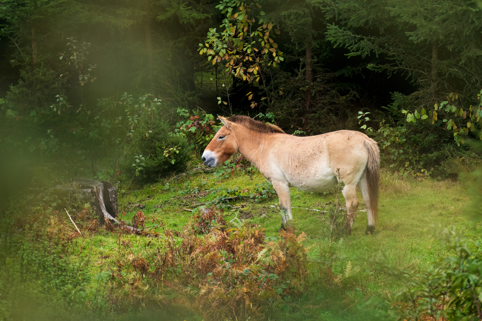 Przewalski s horse grazing in a Mongolian nature reserve. Image Credit: © Vaclav Matous, Dreamstime.