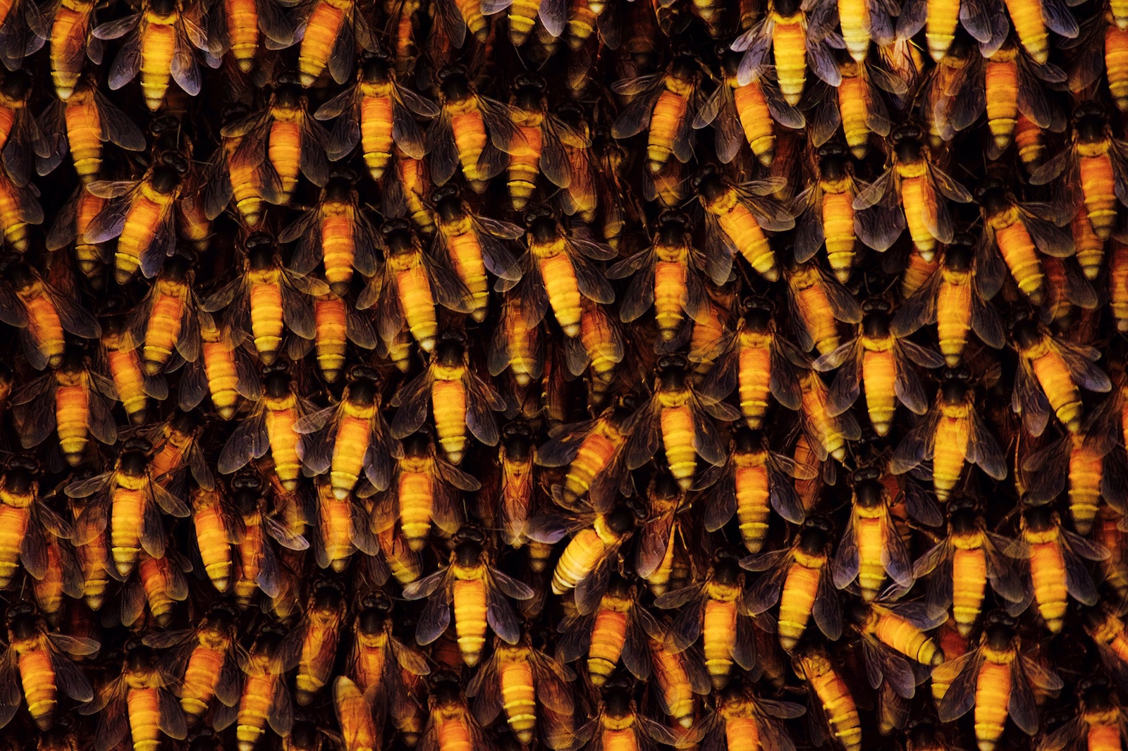 A close up shot of an (Apis dorsata) hive.