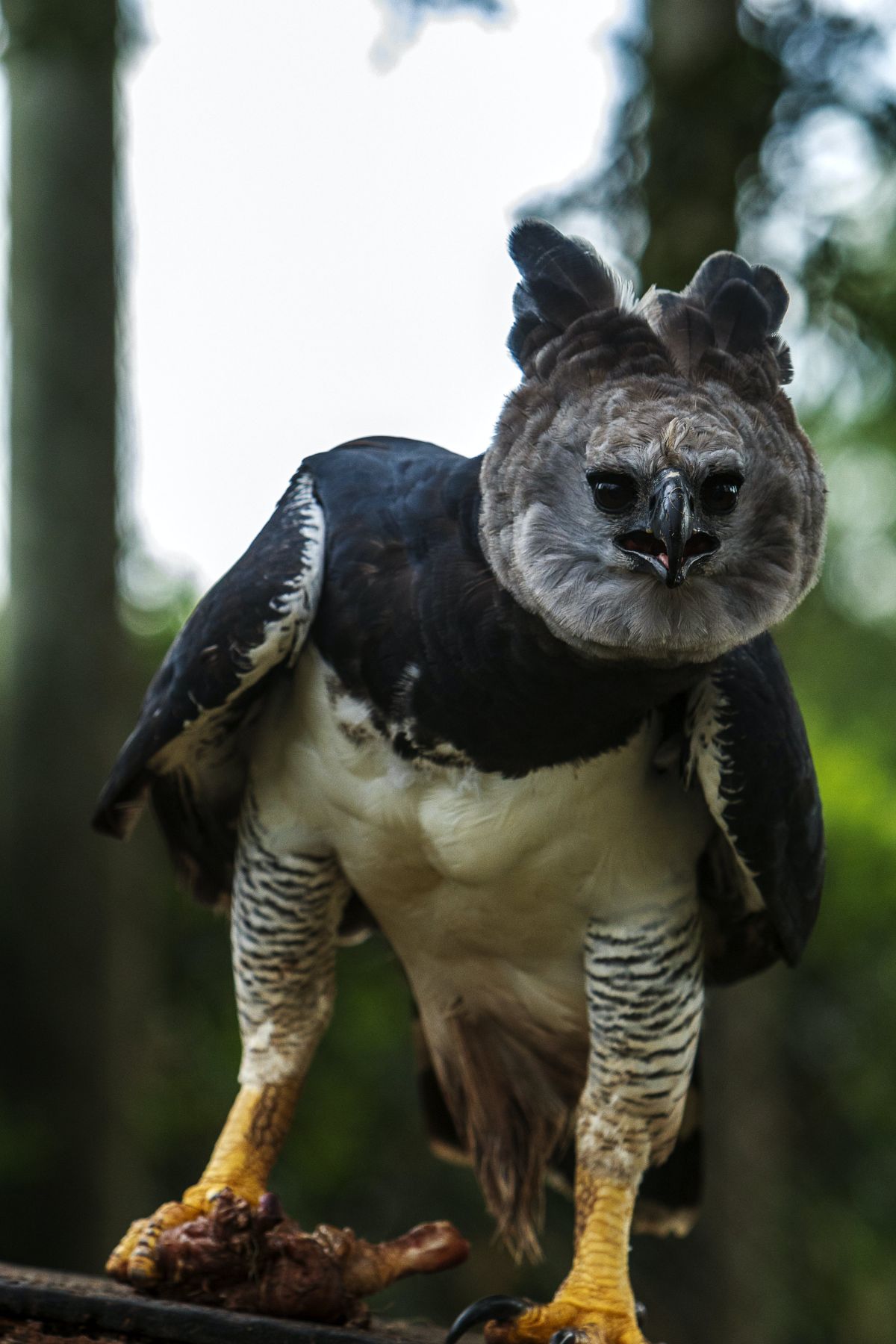 The heroic effort in the  to save the harpy eagle from deforestation