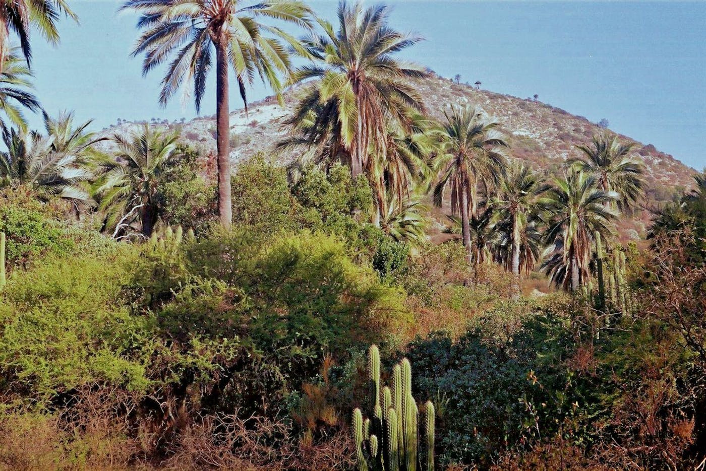 Chilean Matorral Shrublands & Savanna (NT6)