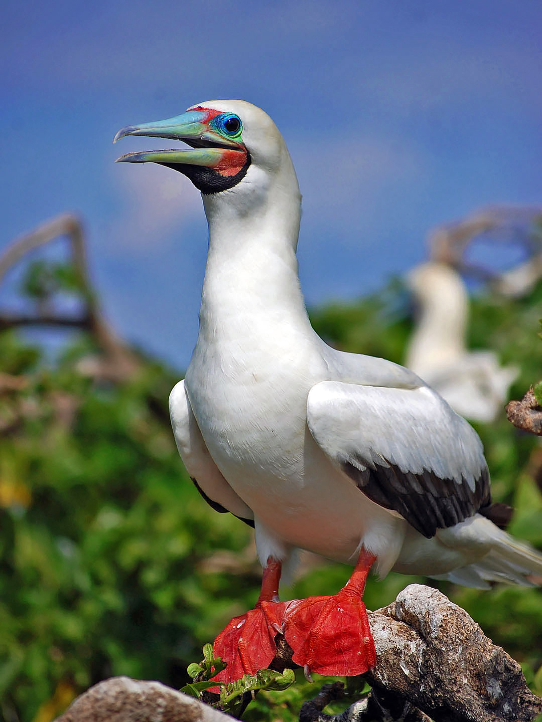 The Red-footed Booby (Sula sula rubripes).