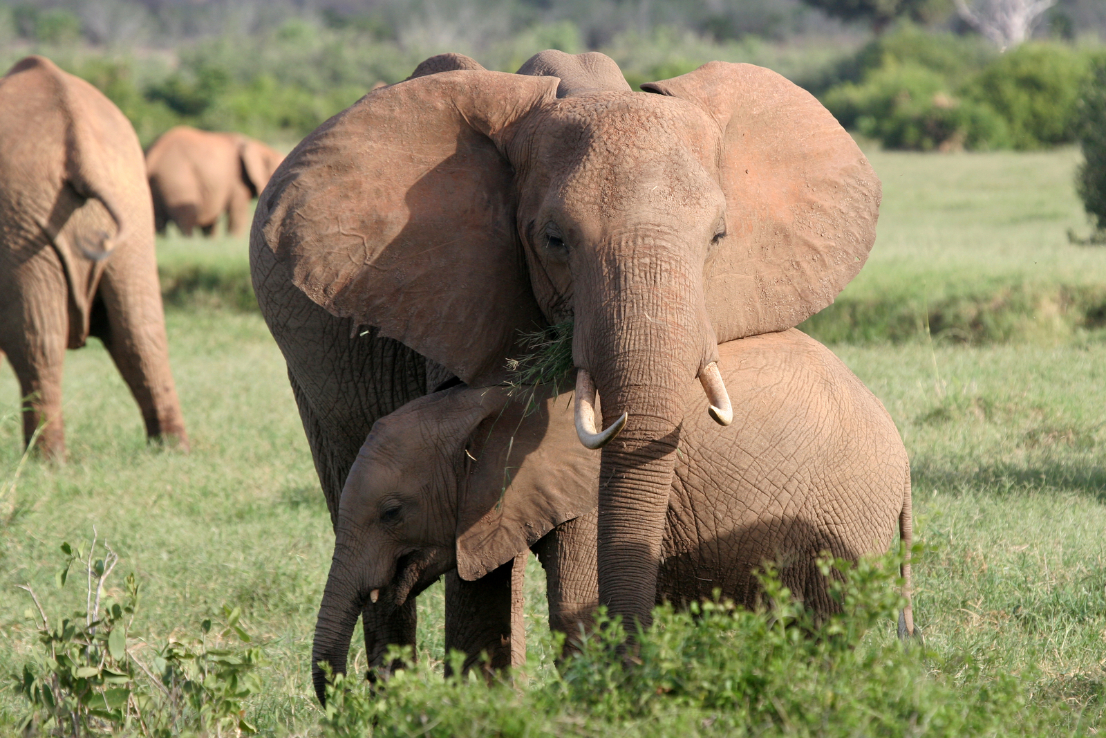 African savanna elephant (Loxodonta africana) mother with calf. Image Credit: © Steffen Foerster | Dreamstime.com.