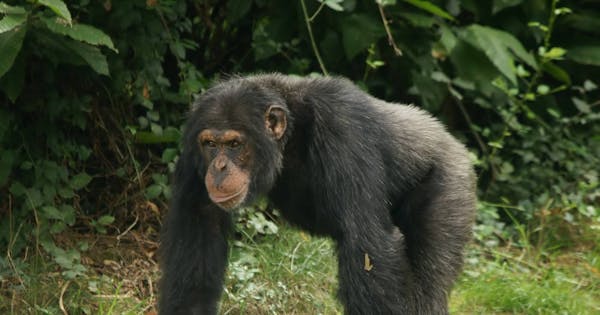 Western chimpanzees: one of the closest living relatives of humans