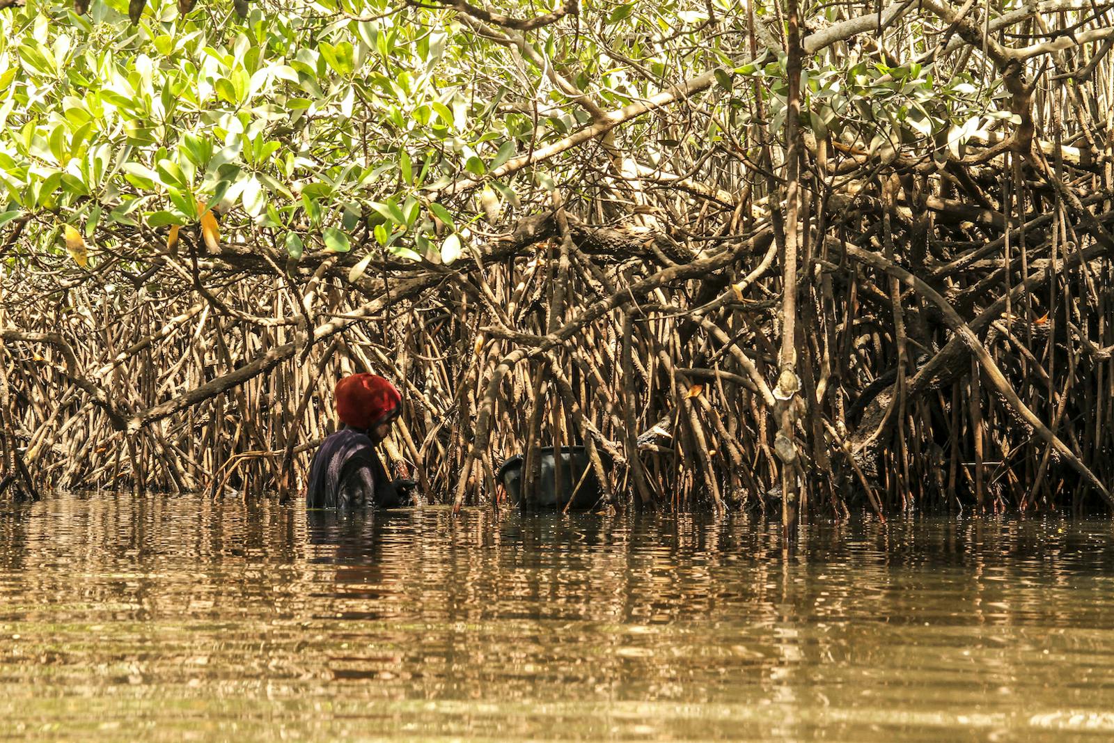 Guinean Mangroves