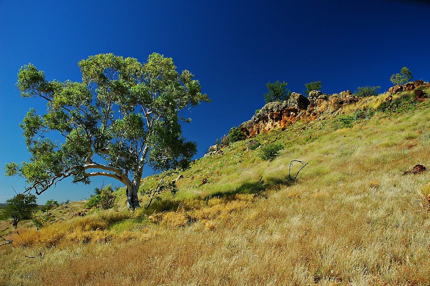 North Australian Tropical Savannas (AU8)