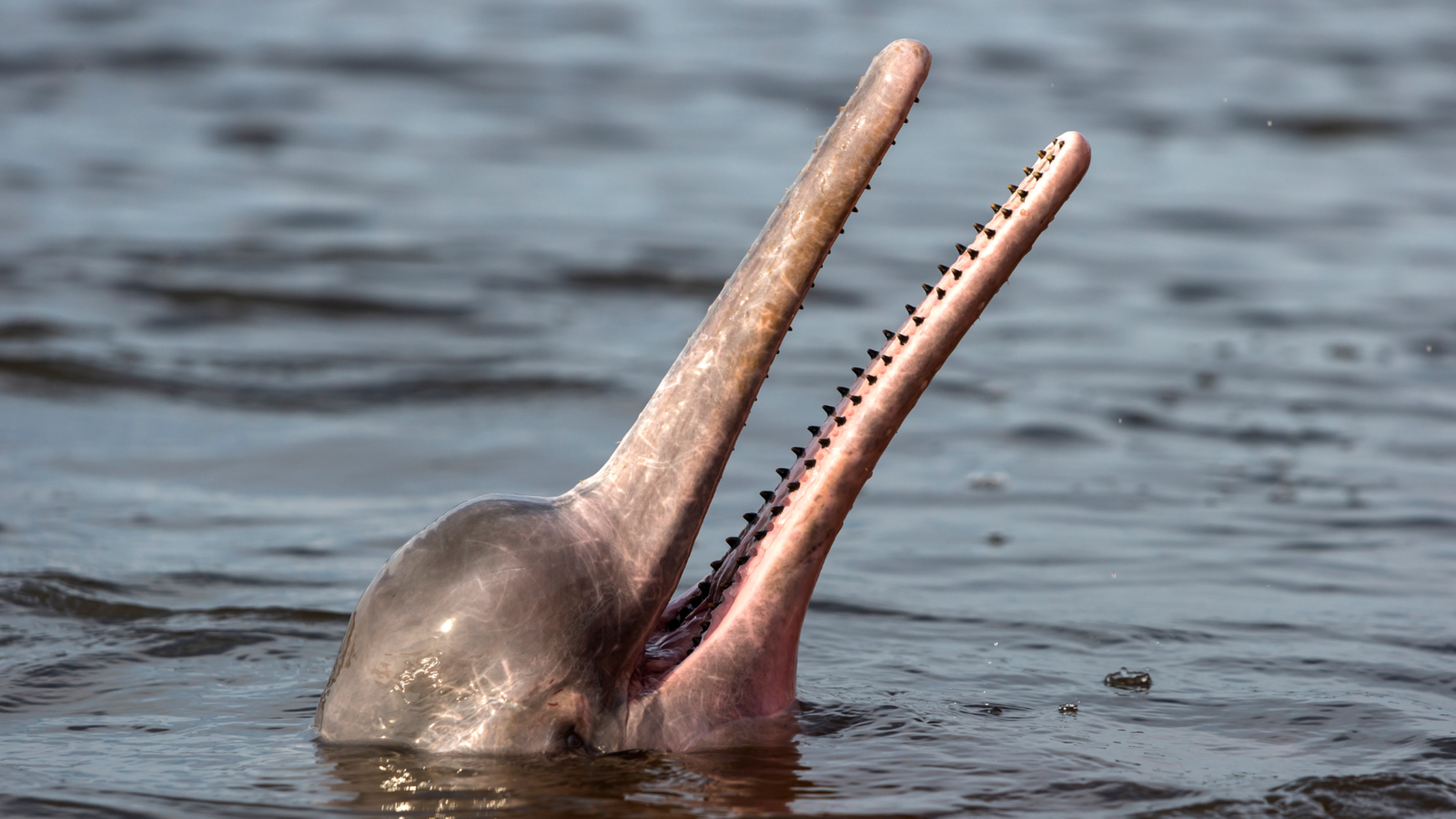 Amazon river dolphin in the Rio Negro. Image Credit: Michel VIARD from Getty Images via Canva Pro.