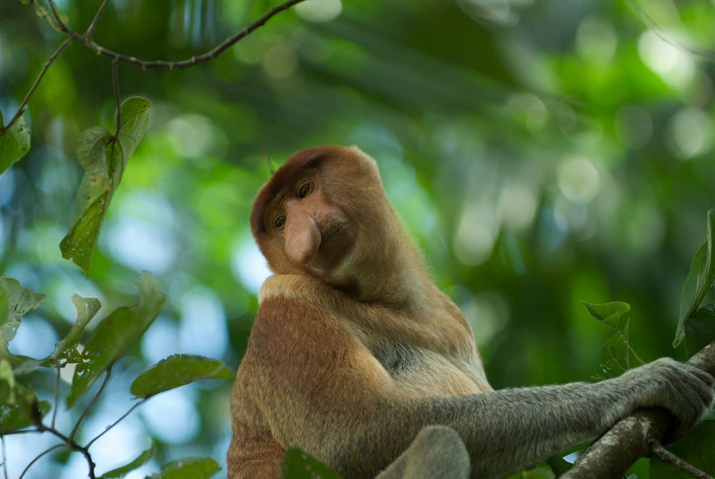 Why the Proboscis monkey has the largest nose of any primate