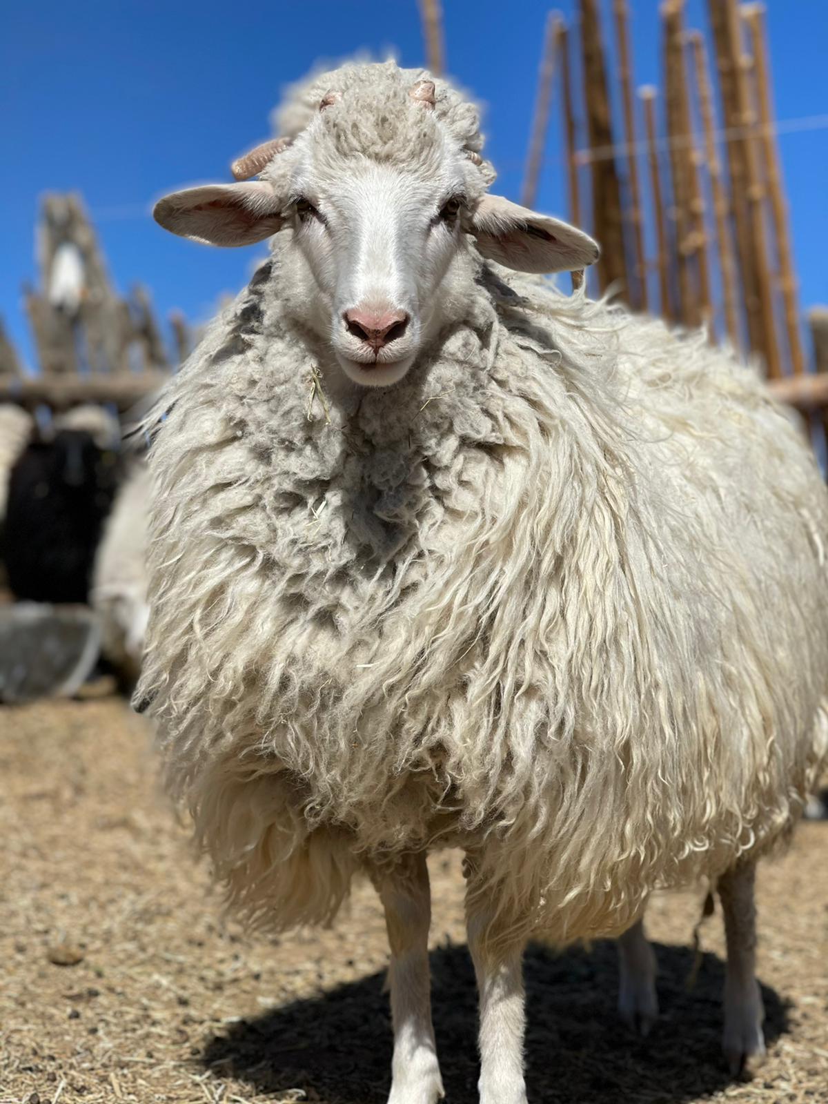 Maria 100% Navajo-Churro <br/>Blanket Weight Weaving Yarn/ TAUPE — Laurel  Canyon Farm