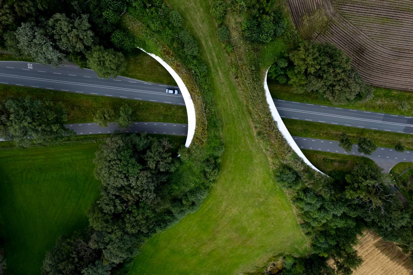 Crossings' explores the science of road ecology