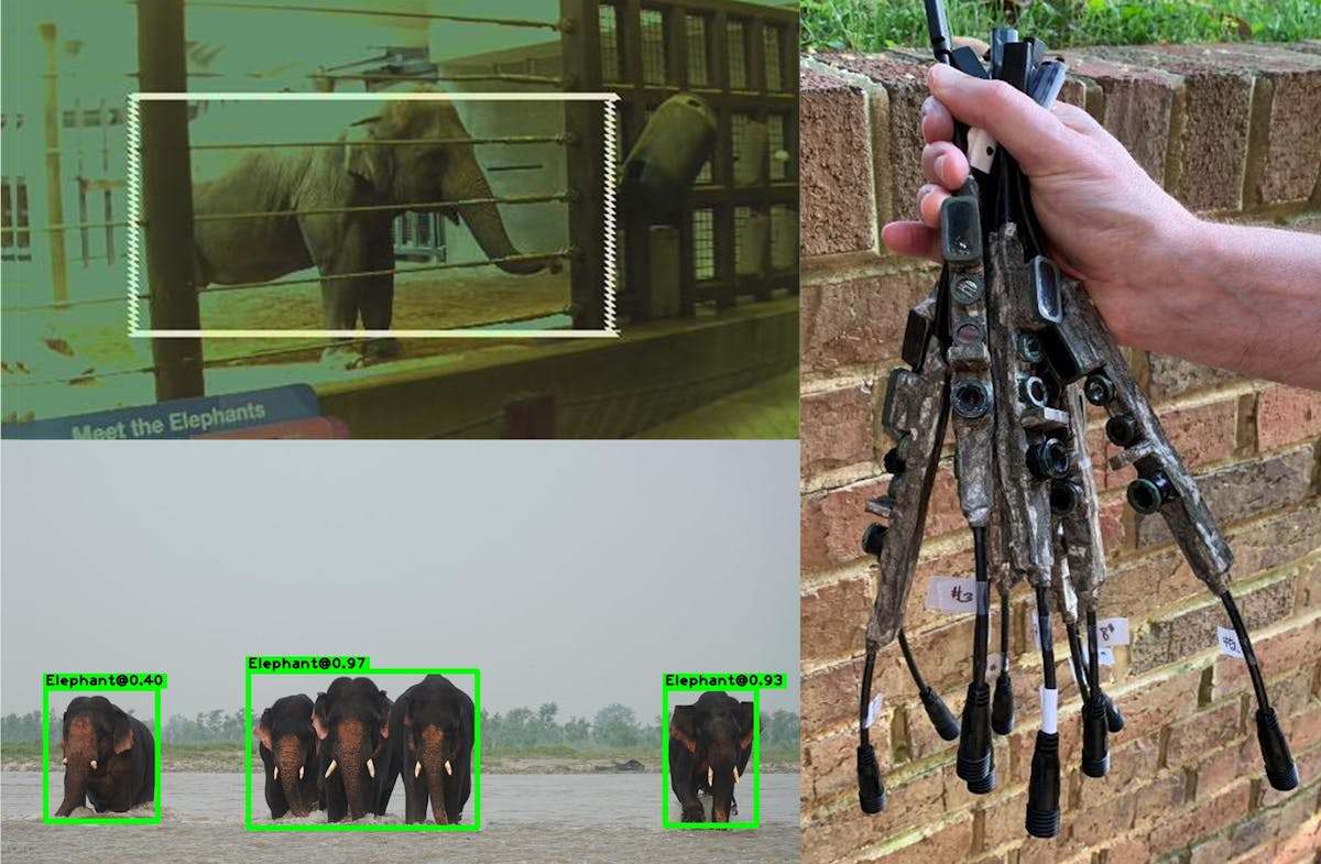 WildEyes AI: helping to save wild elephants and prevent human-elephant conflict