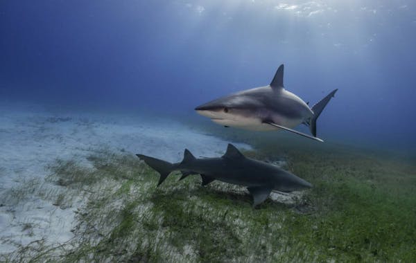 How tiger sharks helped discover the world's largest seagrass ecosystem