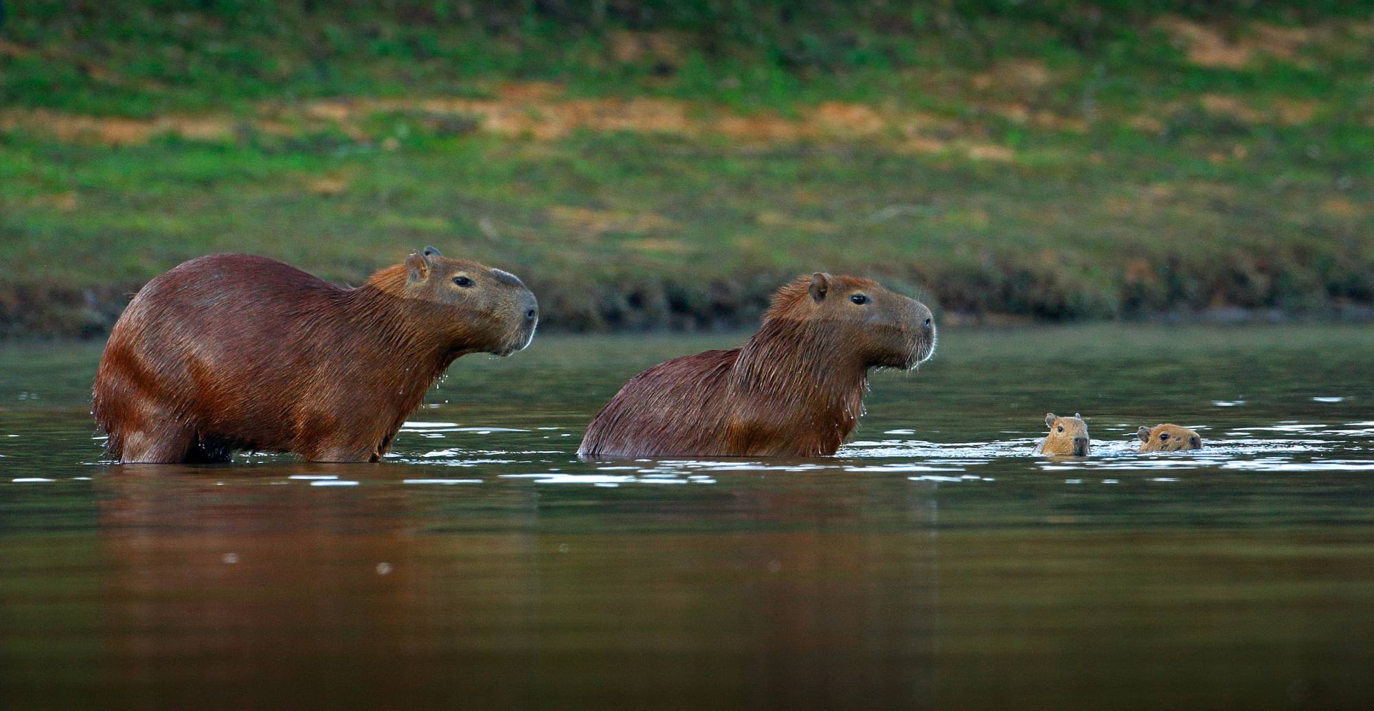 A capybara family in water. Pantanal, Brazil. Image credit: © Ondřej Prosický | Dreamstime