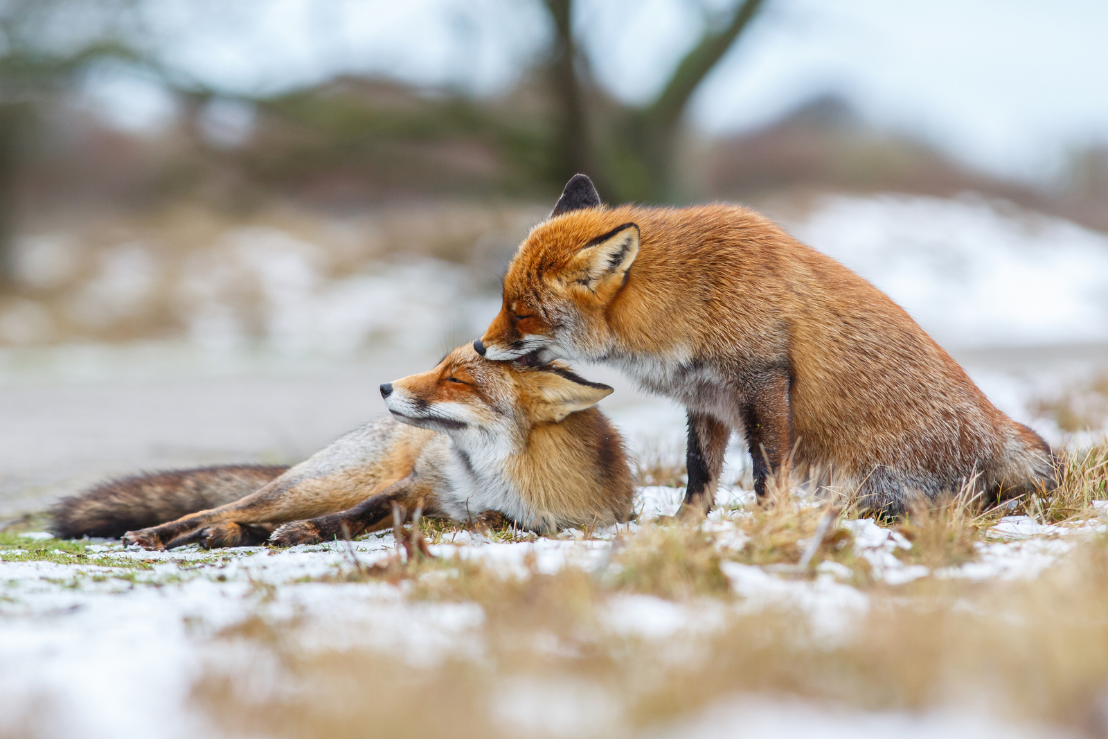 Two red foxes in a winter setting. Image Credit: © 12qwerty | Dreamstime.com.
