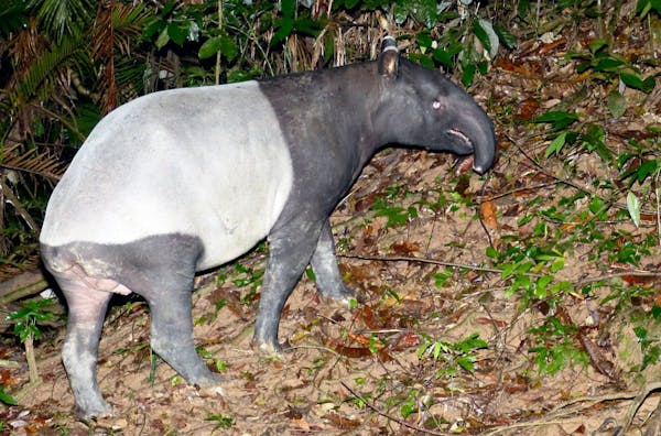 Malayan tapirs: how long noses restore and protect ecosystems
