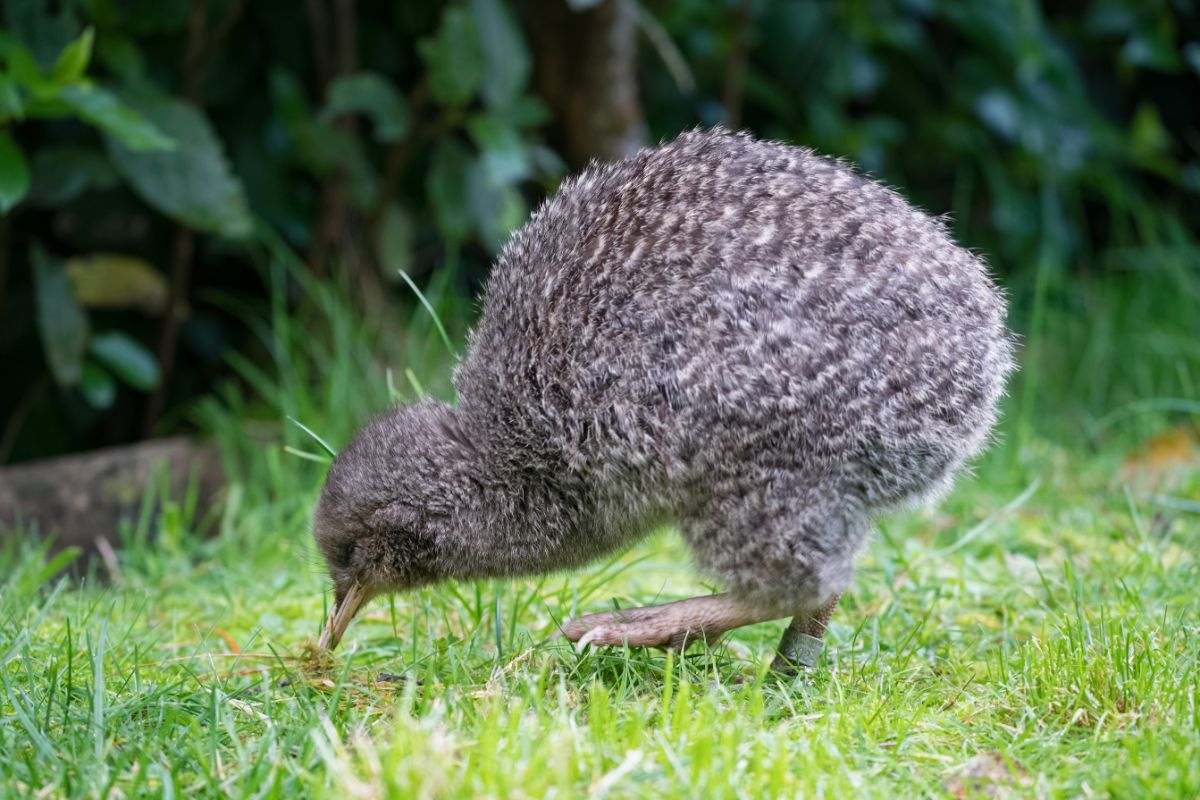 Little spotted kiwi. Image credit: Wikipedia, Judy Lapsley Miller (CC by 4.0)