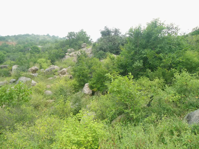 Deccan Thorn Scrub Forests | One Earth