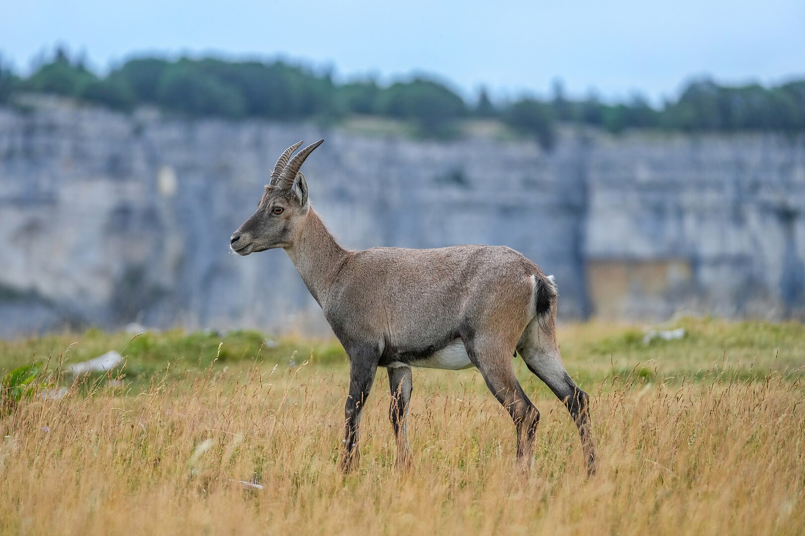 Wild female alpine ibex (Capra ibex).