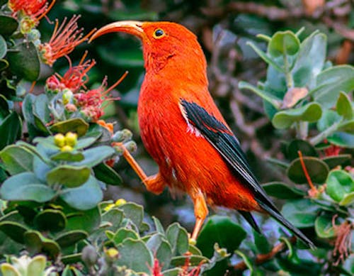 I'iwi (Drepanis coccinea)