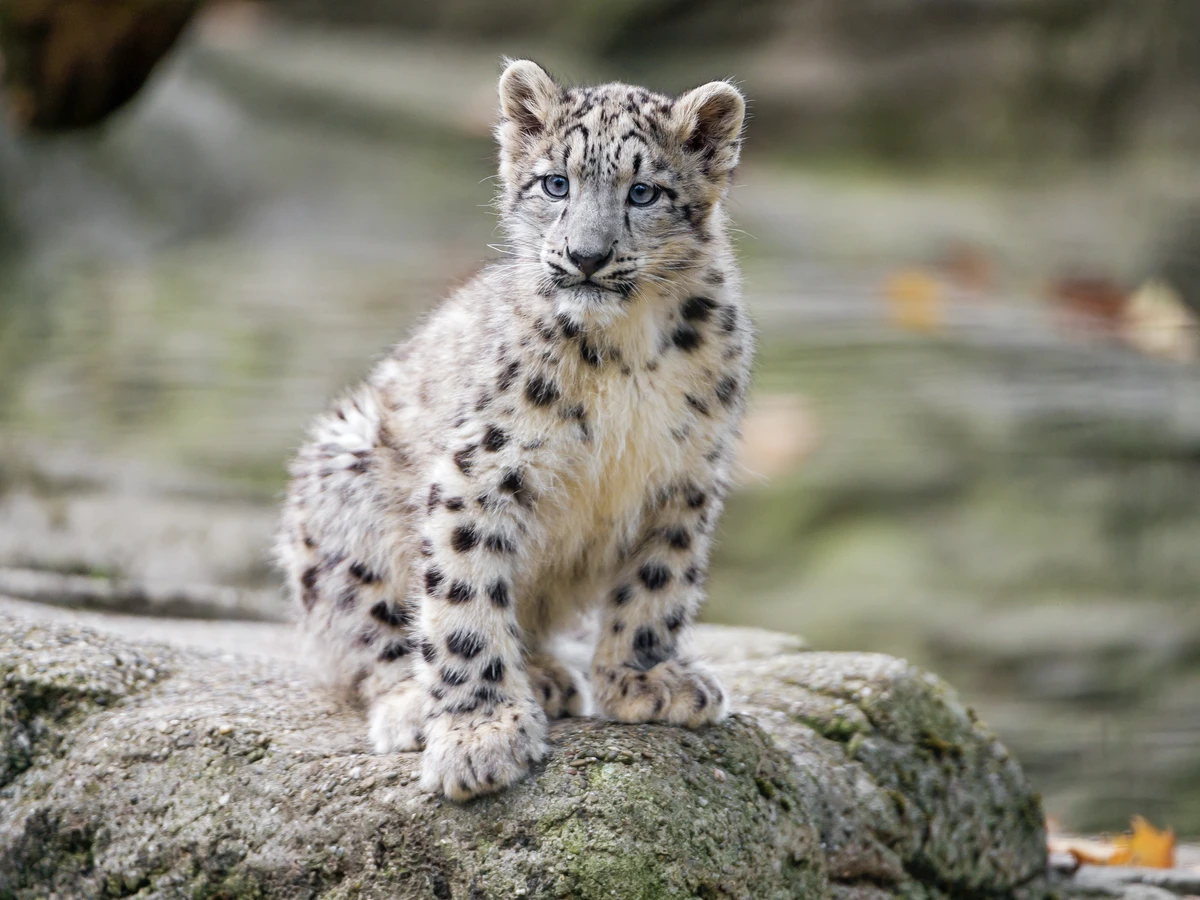 Snow Leopard a.k.a Grey Ghosts of Himalaya are very rare to find.