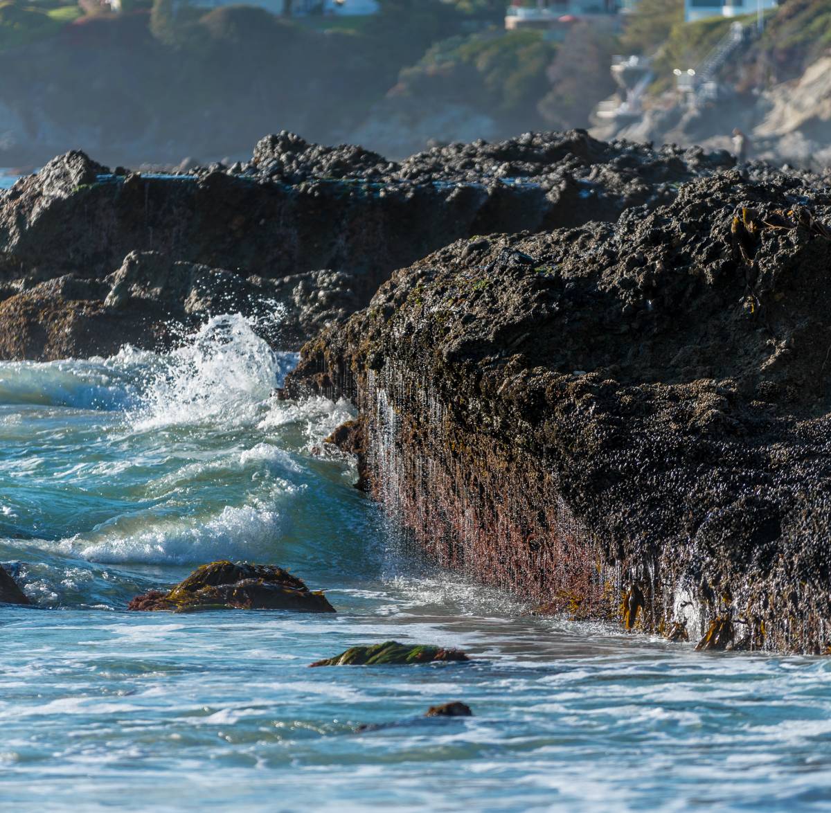A large rock in a coastal tidepool covered in oysters takes the daily barrage of the Pacific Ocean`s waves.