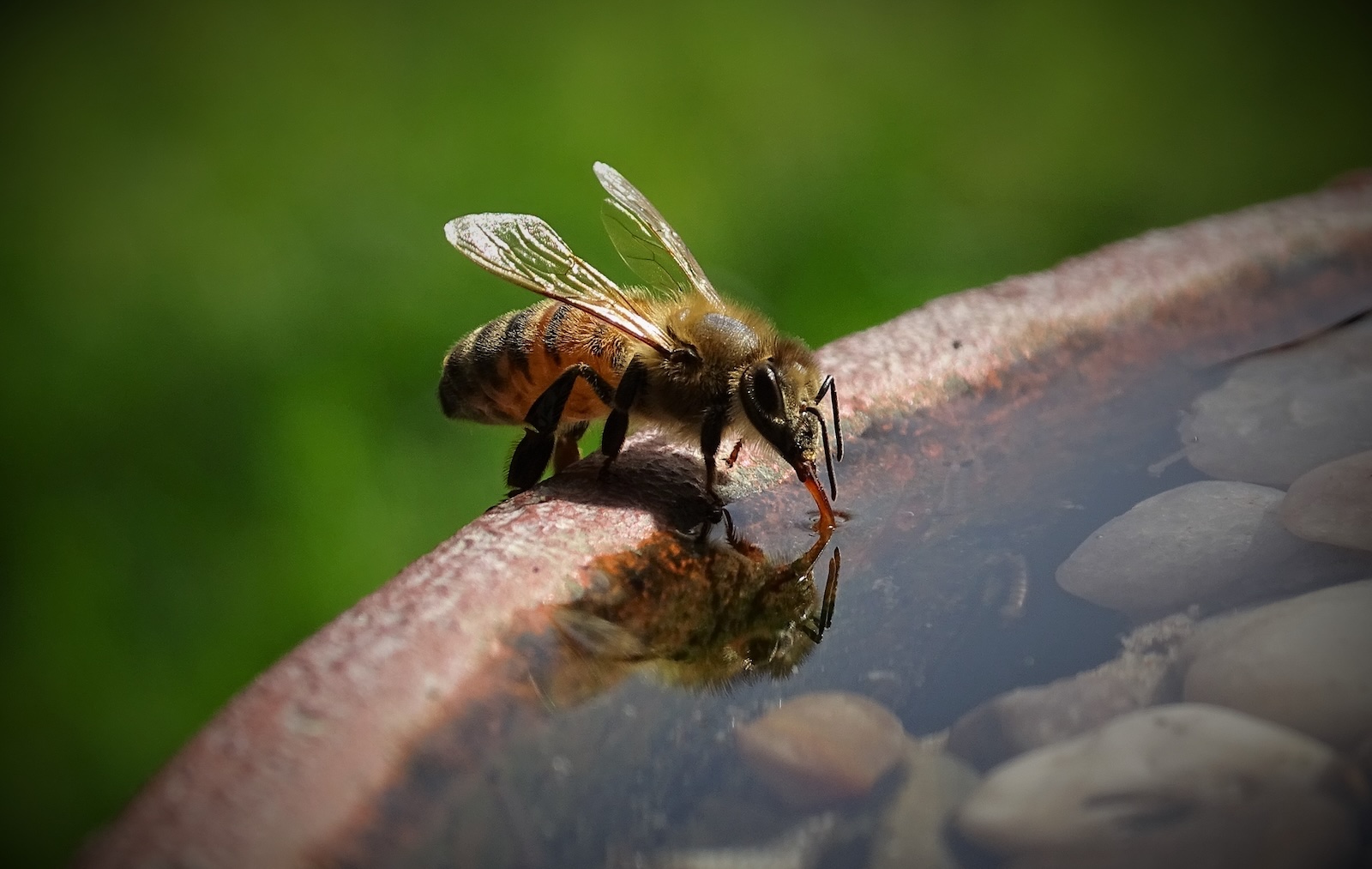 A thirsty bee taking a drink at a bird bath. Photo 193211975 © James Twedt | Dreamstime