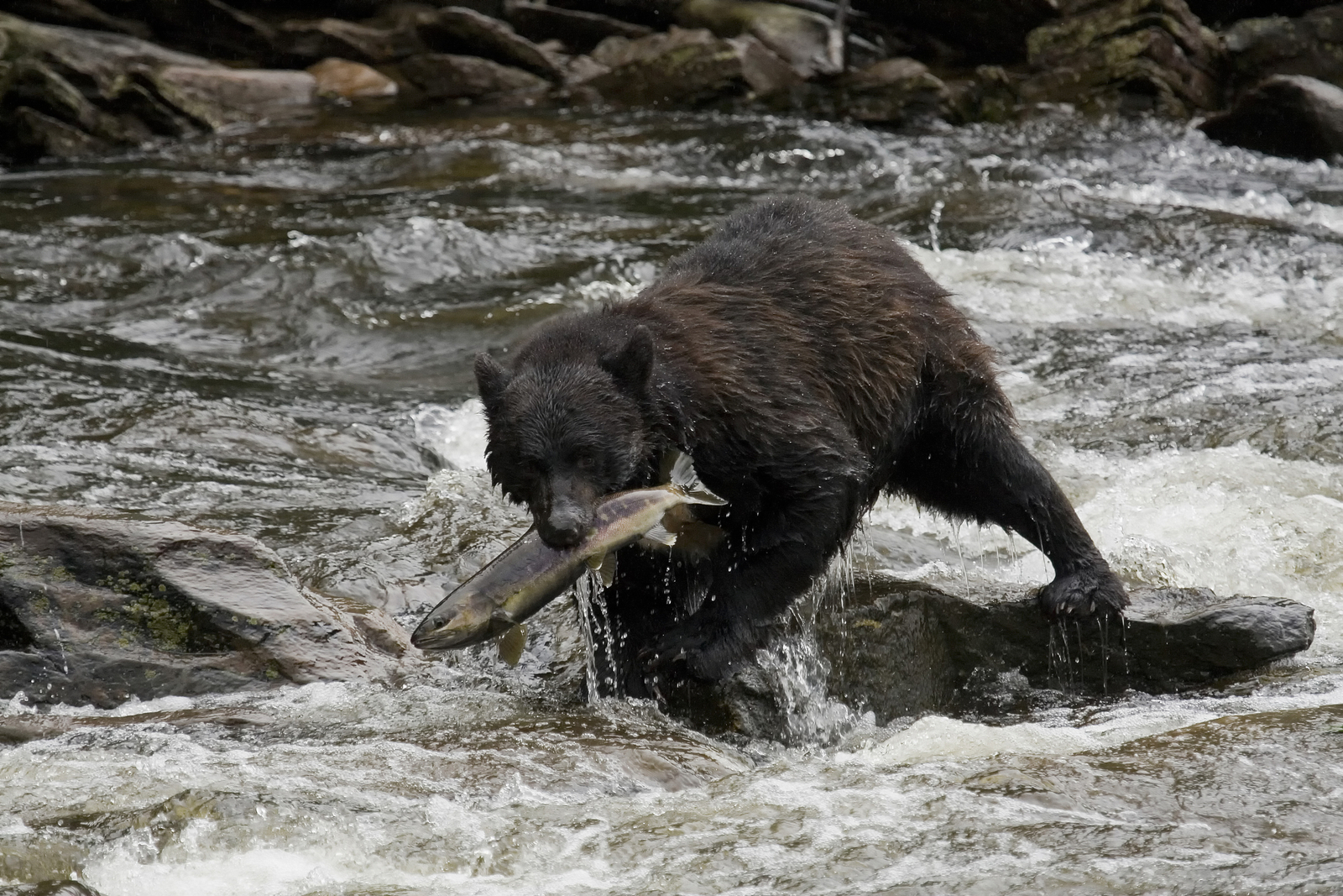 An American black bear catching fish in Alaska. Image Credit: © Sorin Colac, Dreamstime. An American black bear catching fish in Alaska. Image Credit: © Sorin Colac, Dreamstime.