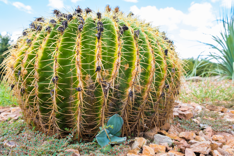 Golden barrel cactus (Echinocactus grusonii).