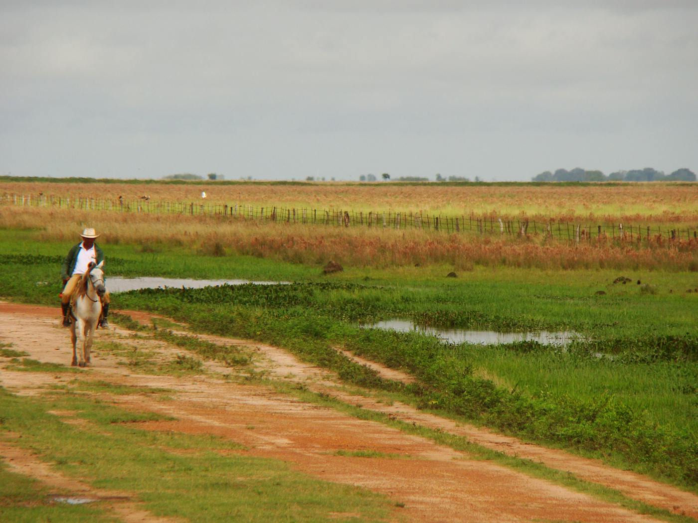 Llanos & Dry Forests (NT22)