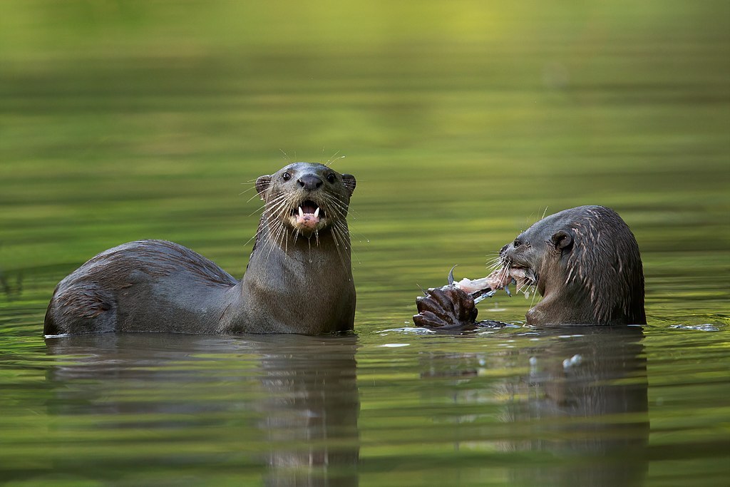 By regulating prey populations and aiding plant regeneration, smooth-coated otters are pivotal in sustaining their ecosystem's health. Image Credit: JJ Harrison, Wiki Commons.