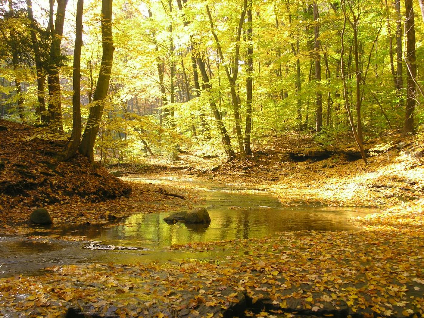 Interior Plateau & Southern Great Lakes Forests (NA23)