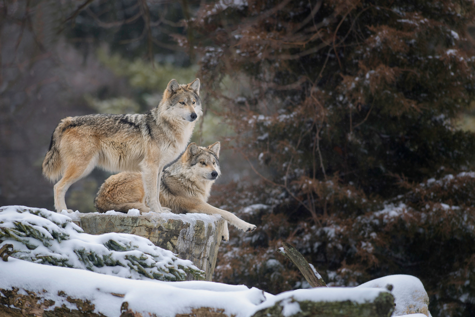 A pair of Mexican gray wolves on a snowy ledge. Image Credit: © Glenn Nagel, Dreamstime.