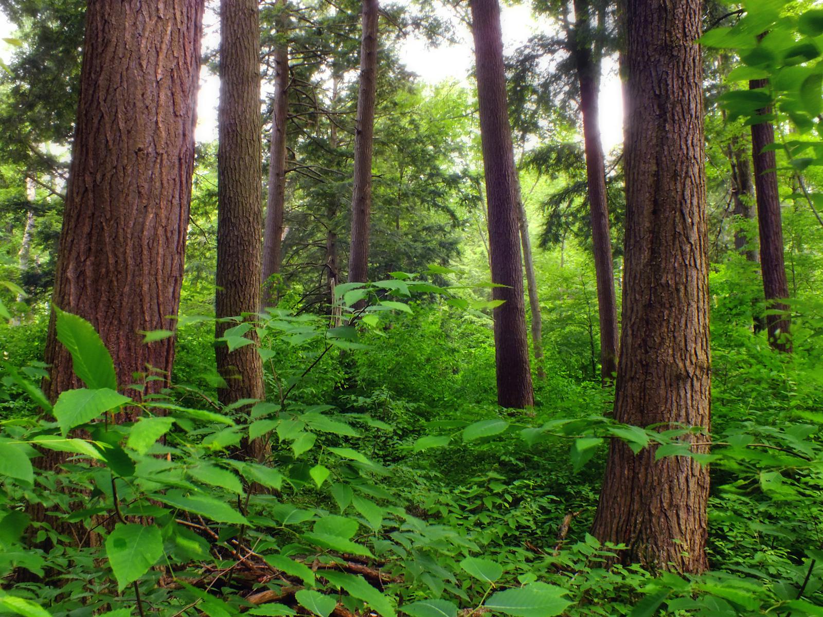 Allegheny Highlands Forests