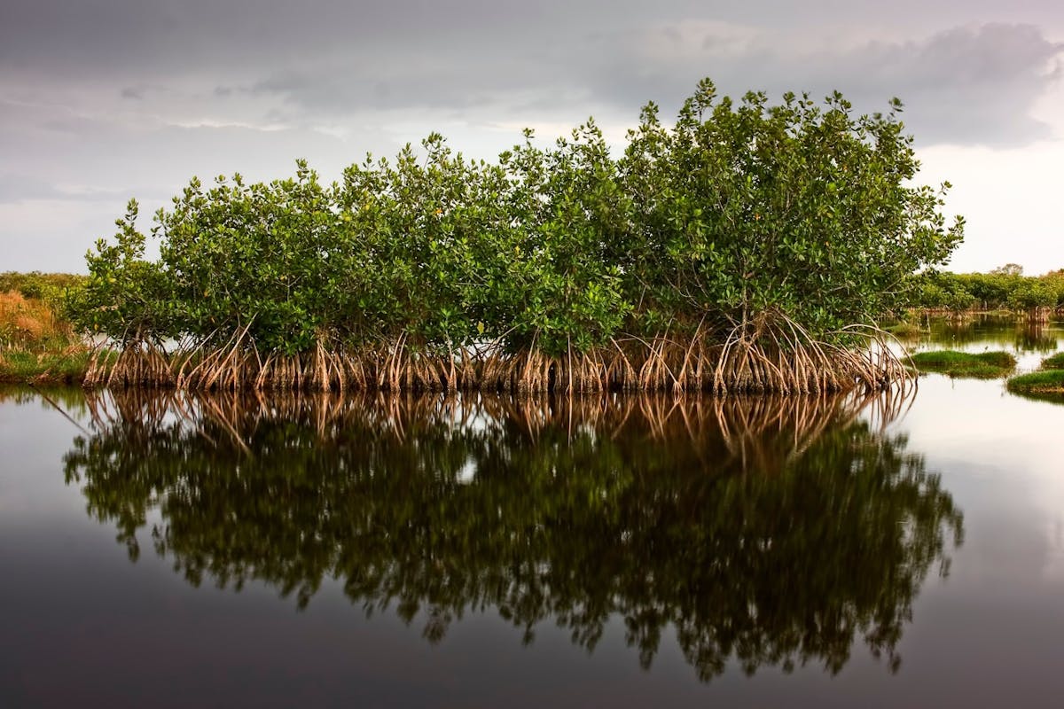 Mangroves: Nature's resilient coastal guardians