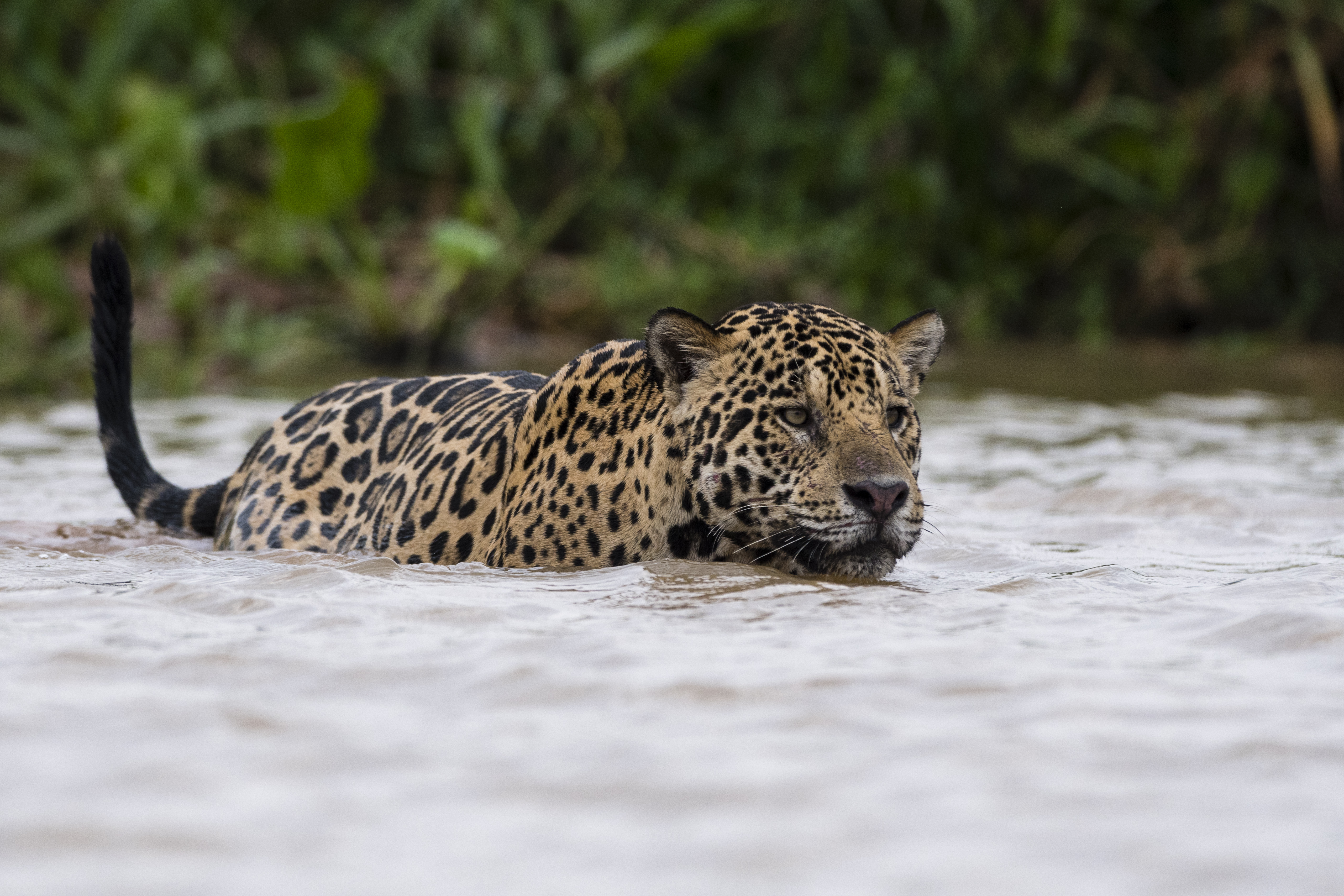 Jaguar walking into water in Pantanal, Mato Grosso, Brazil. Image Credit: Envato Creative Commons.