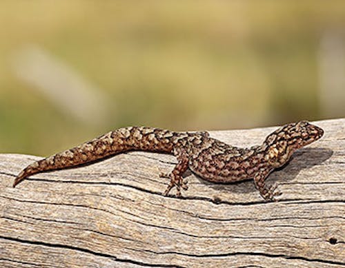 Lord Howe Island marbled gecko