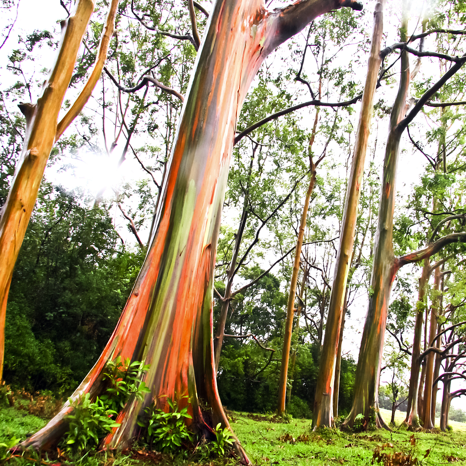 A stand of rainbow eucalyptus trees. Image Credit: © RightFramePhotoVideo | Dreamstime.com.