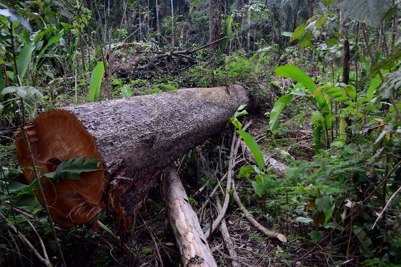 Southern Amazonian Forests (NT17)