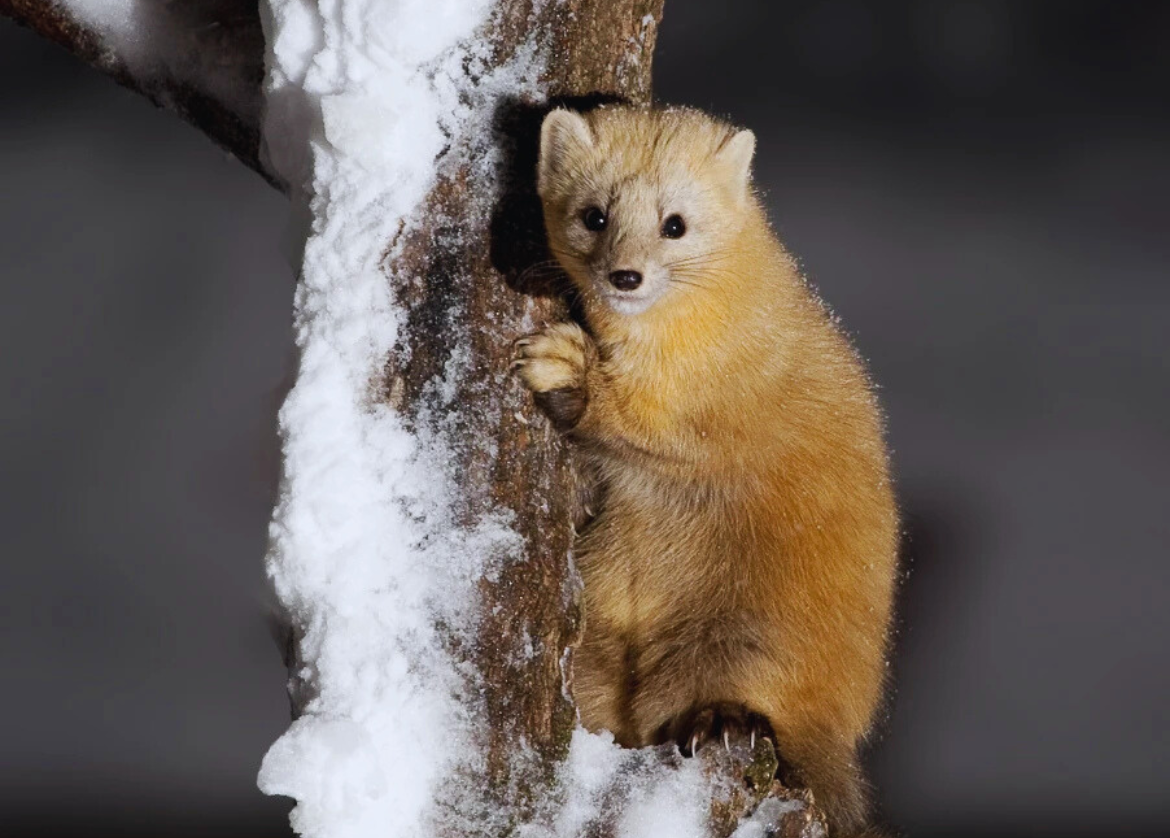 A sable dawning its winter coat. Image Credit: Tokumi, Animalia.bio.