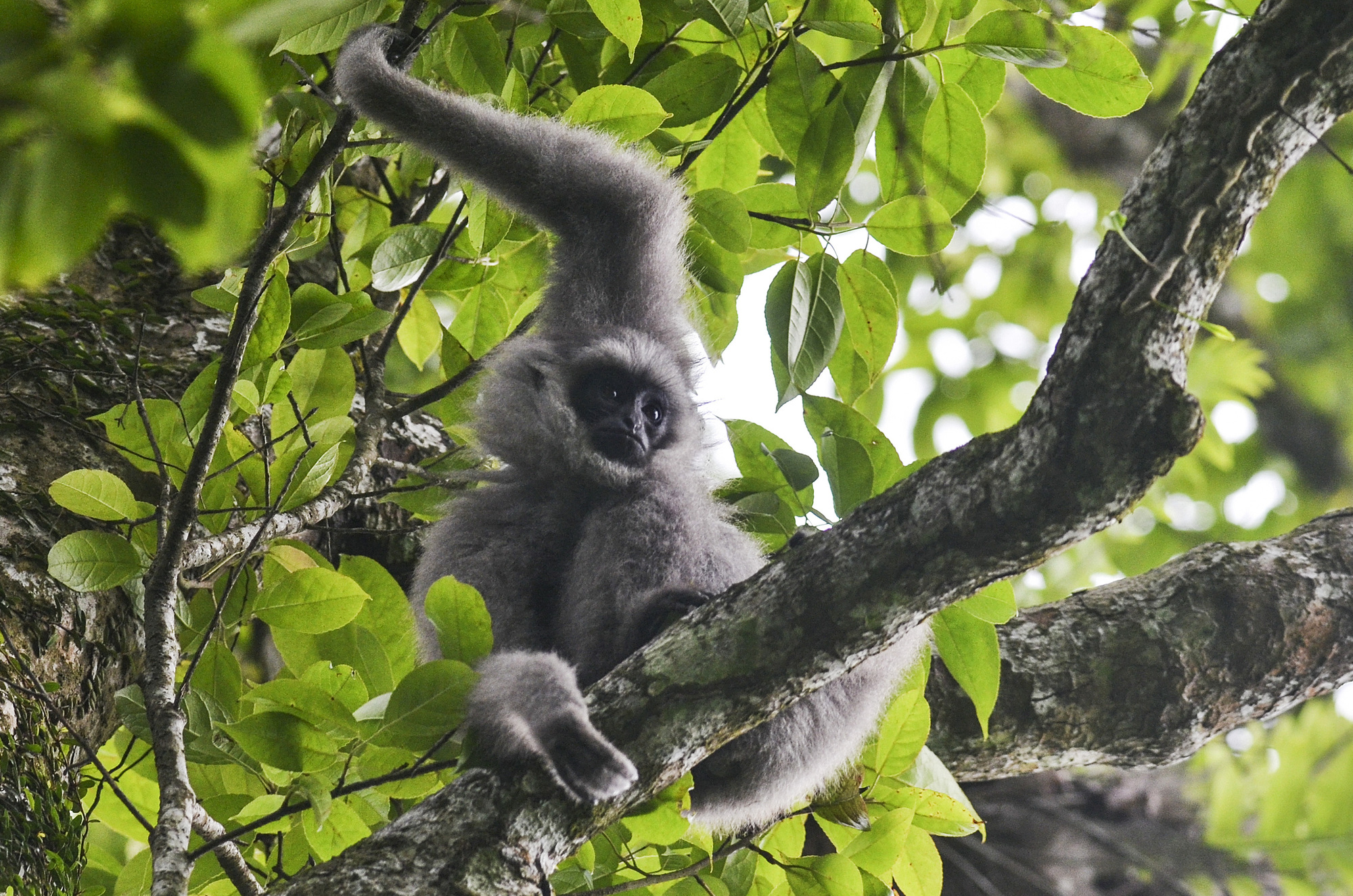 Javan gibbon. Photo | Envato Elements