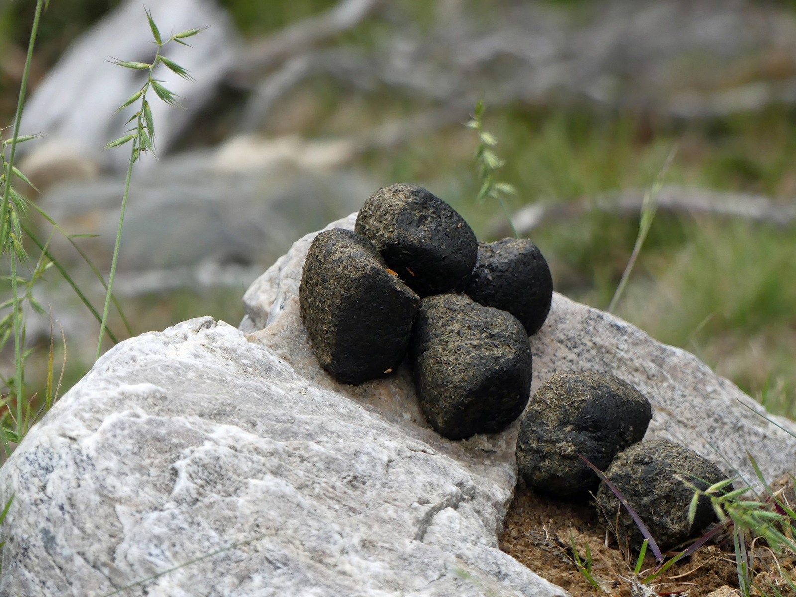 Cubic wombat droppings, Cradle Mountain—Lake St. Clair National Park, Tasmania, Australia. Image Credit: © Oliver Held | Dreamstime.com.