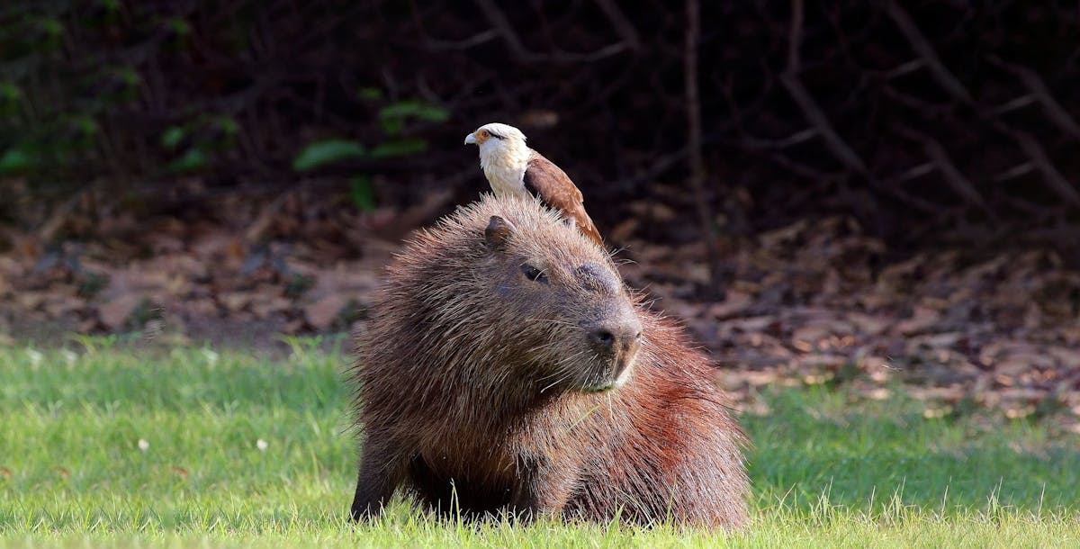 Meet the capybara: Gentle giants of South America