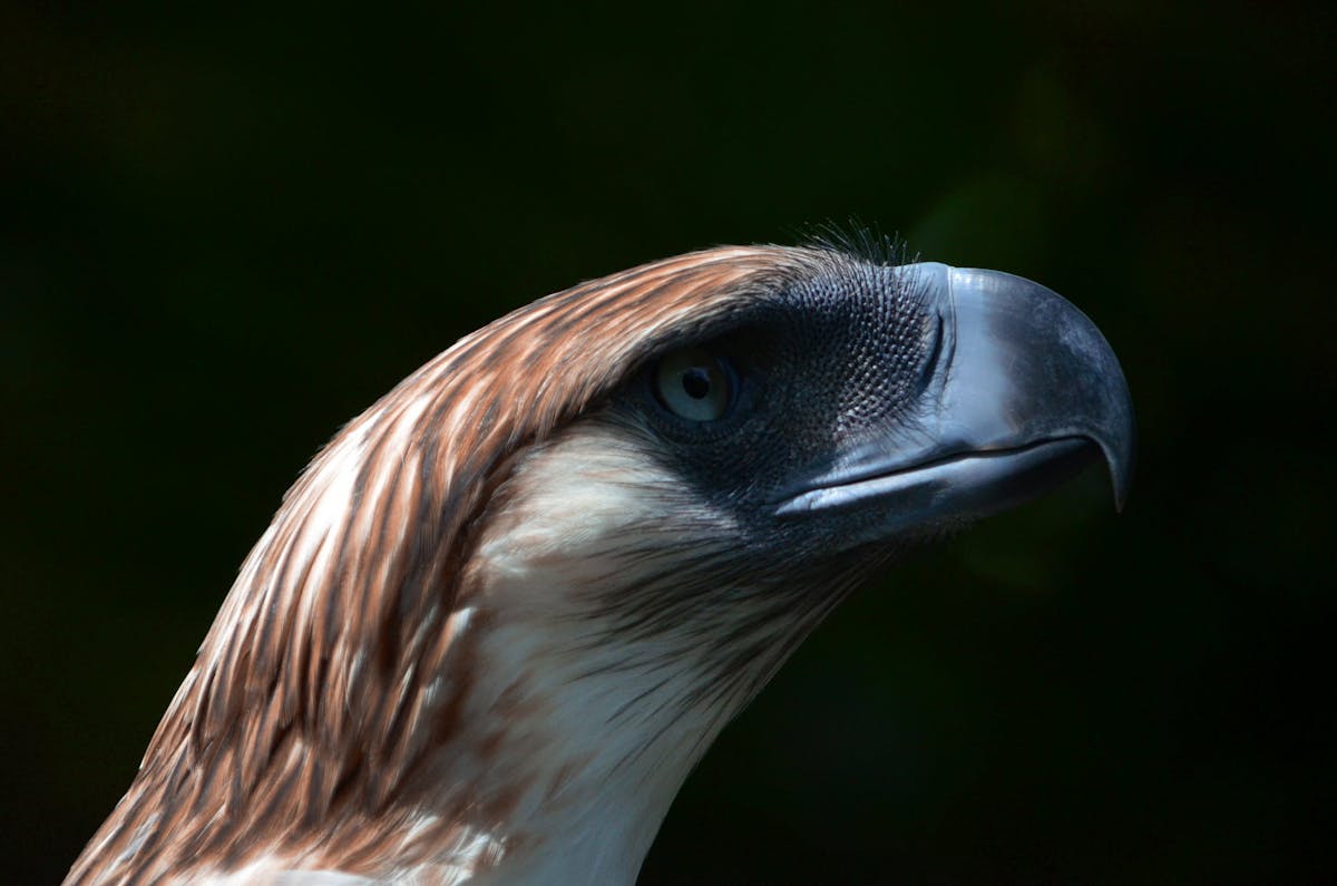 Giant Philippine eagle: the world's largest eagle known as the 'monkey eater'