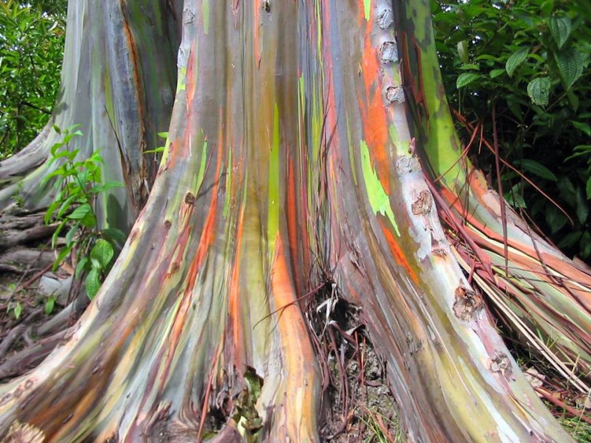 Rainbow eucalyptus: the stunning, colorful tree that looks like art